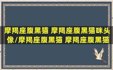 摩羯座腹黑猫 摩羯座腹黑猫咪头像/摩羯座腹黑猫 摩羯座腹黑猫咪头像-我的网站